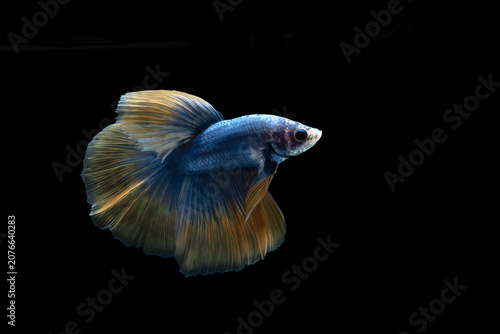 A betta fish against a dark background.