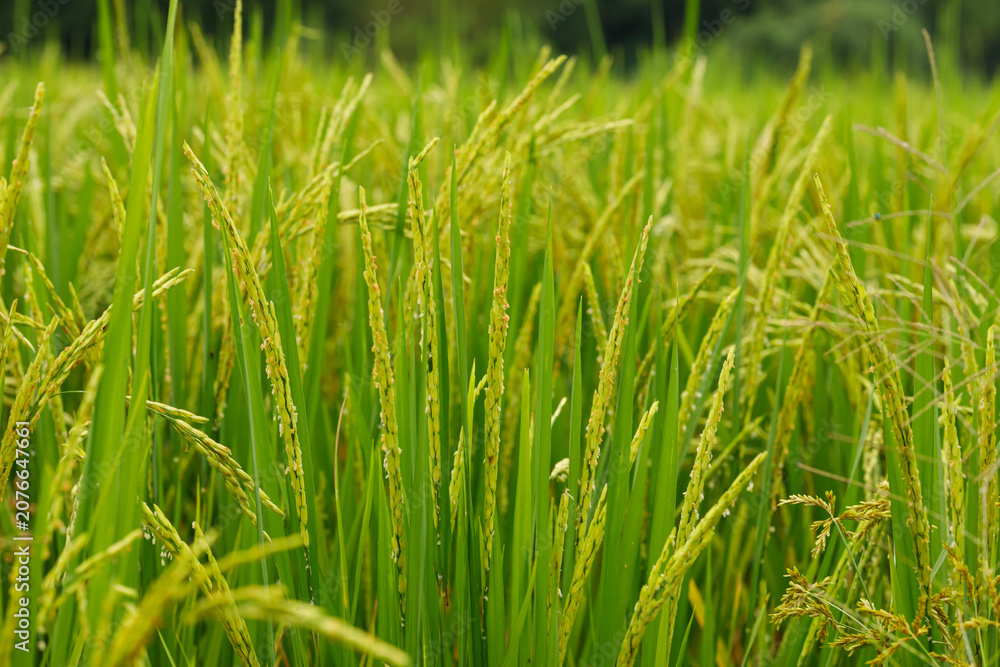 Fototapeta premium Close-up of green rice ears in the heading stage, symbolizing a healthy and bountiful harvest season.