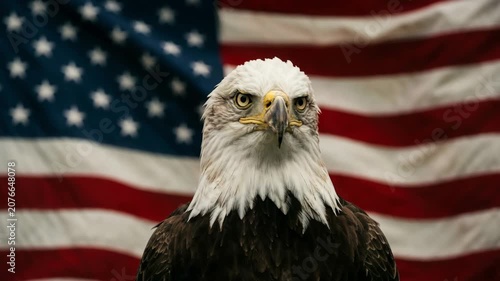 Majestic bald eagle against the backdrop of the American flag