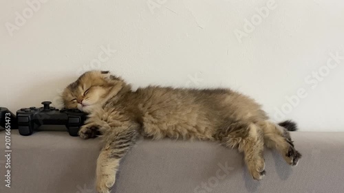 Fluffy brown tabby kitten sleeping stretched out beside a black video game controller on a grey textured fabric sofa surface in a cozy indoor home setting.