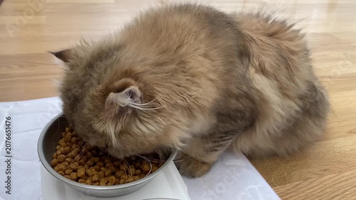 Close-up of fluffy ginger brown cat eating dry pet food kibble from a silver metal bowl on a white mat and wooden floor, representing a cozy indoor home pet lifestyle and daily feeding routine.