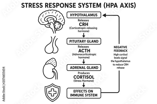 Quadro su tela Hpa axis stress response system medical diagram Vector