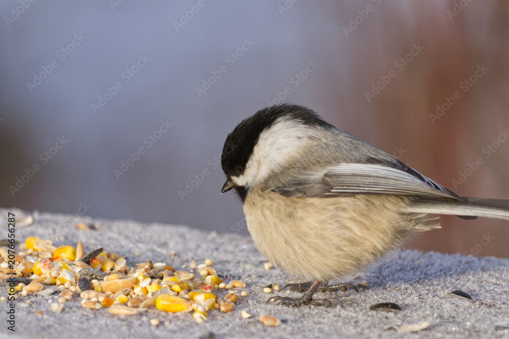Obraz premium A Black-capped Chickadee at a Park