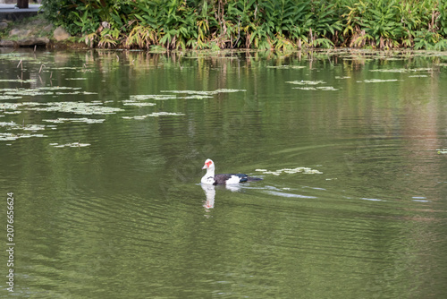 A Muscovy duck (Cairina moschata) swimming on the lake.