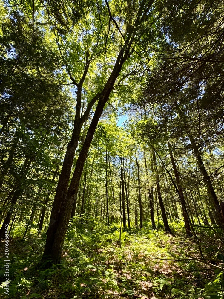 Fototapeta premium Sunlight in the forest