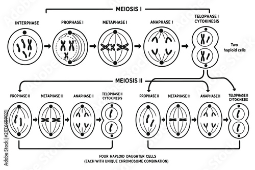 Foto Educational diagram showing the stages of meiosis cell division Vector
