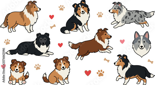 Cute Shetland Sheepdog Vector Sticker Set with Sable Tri Color Blue Merle and Bi Black Shelties