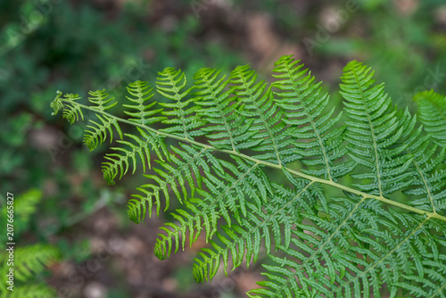 Fotografie Detailed view of a bracken fern frond, Pteridium aquilinum, in the humid underst