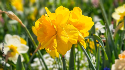 Bild auf Leinwand Yellow double narcissus blooming in a spring garden