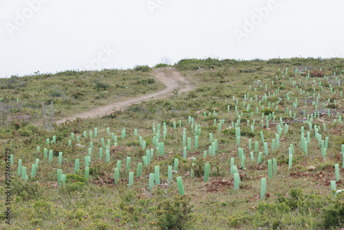 Foto Reforestation project with young tree saplings growing