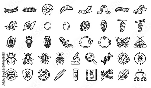 Canvastavla larva, larvae, caterpillar, grub, maggot, silkworm, inchworm, chrysalis, cocoon,