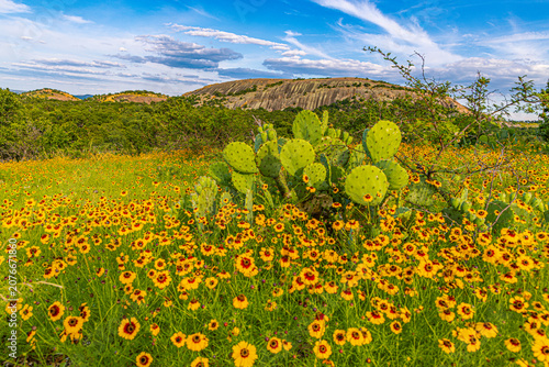 A green prickly pear cactus stands in a dense field of blooming yellow coreopsis wildflowers below the ridges of Enchanted Rock.