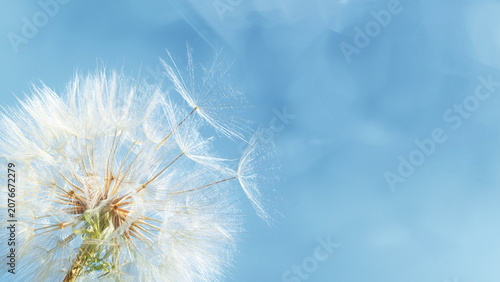 Konstfotografi Delicate white summer flower dandelion with fluffy seeds as umbrella on vivid sky, beauty nature background with light flare, copy space