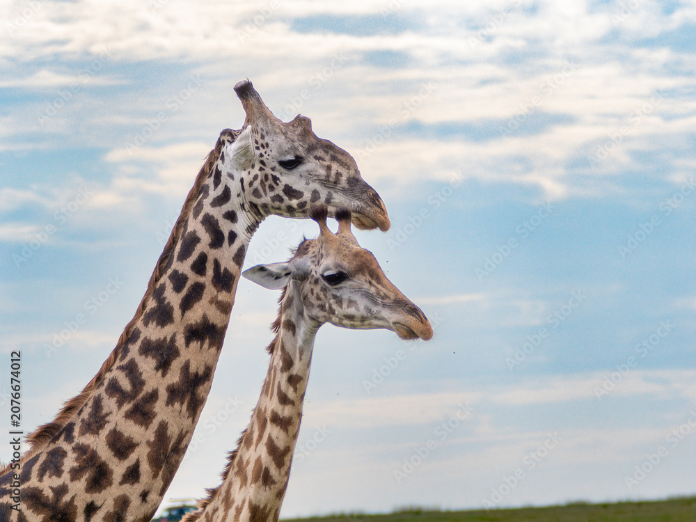 Obraz premium Two Masai giraffes stand nearby under a soft sky
