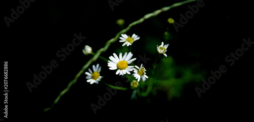 Macro shot of wild daisies with green stems isolated on a dark background. Ideal for botanical concepts, contrast photography, and moody spring or summer nature themes. Photo