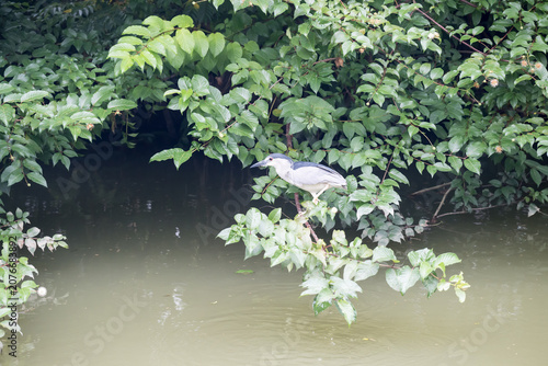 A Black-crowned Night Heron (Nycticorax nycticorax) on the tree.