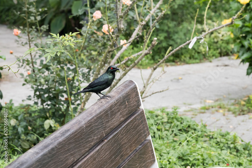 A Asian glossy starling (Aplonis panayensis) in garden.