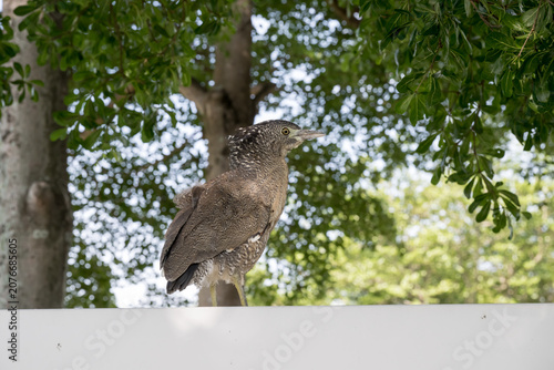 A Malayan night heron (Gorsachius melanolophus).