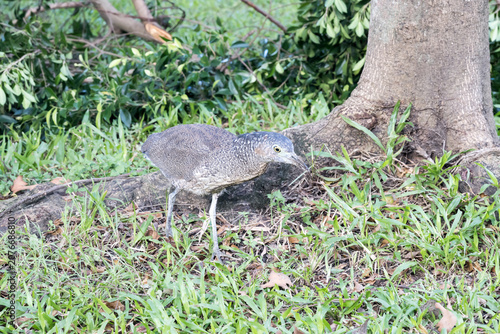 A Malayan night heron (Gorsachius melanolophus) on the grassland.