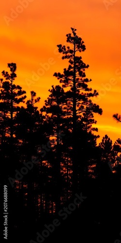 Tall Georgia pine trees silhouette against vibrant orange sunset sky, nature, golden light