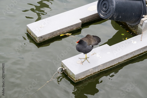 A cute common moorhen (gallinula chloropus).
