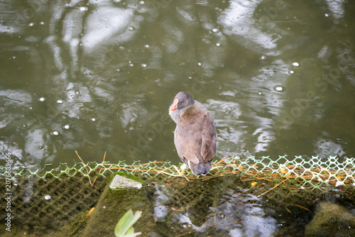 A common moorhen (gallinula chloropus) behind the pond.
