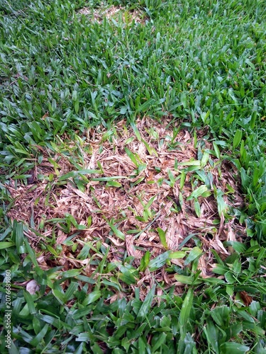 Detalhe de relva brasileira com um fungo e ficando com aspeto seco. Tratamento de fungos.