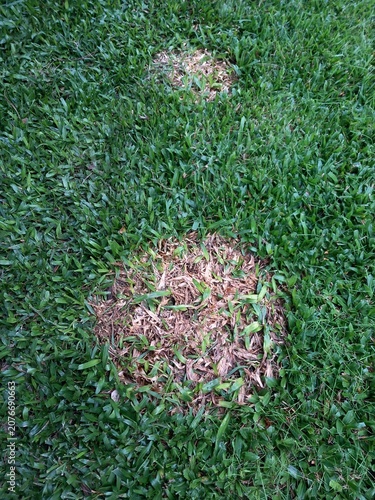 Detalhe de relva brasileira com um fungo e ficando com aspeto seco. Tratamento de fungos.