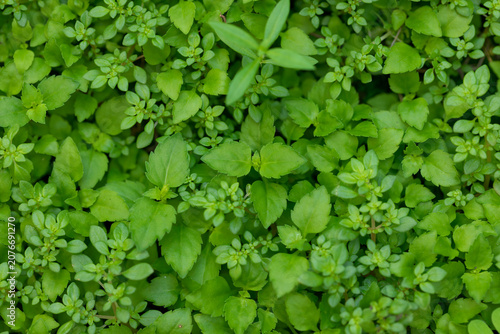 Tableau sur toile Lush Green Weeds Covering the Ground, Natural Background with Fresh Rainy Season