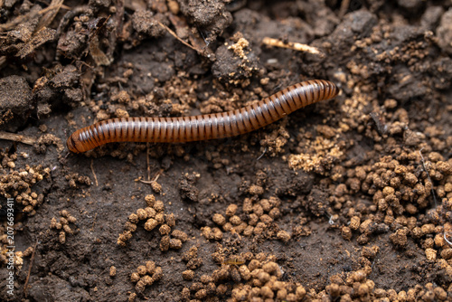 Fotografie Brown Millipede Crawling on Soil Macro Close-Up