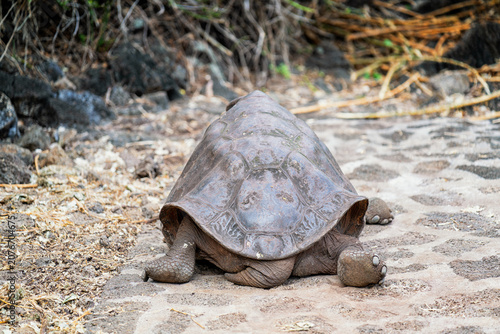 Canvas Print Tortue géante des Galapagos en Equateur avec sa carapace vue de dos
