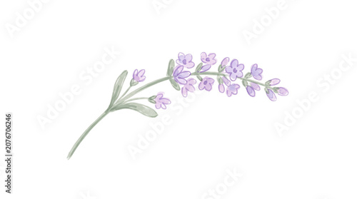 Soft Lavender Flower Watercolor Marker Hand Drawn Sticker Illustration Isolated