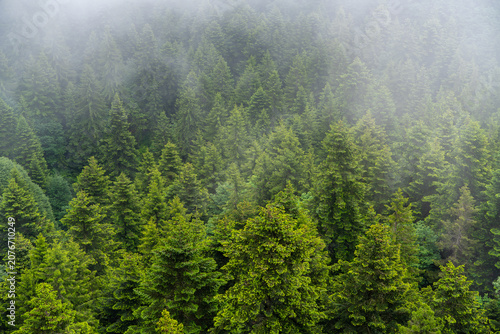 Canvastavla Misty evergreen forest canopy viewed from above with dense green trees disappear