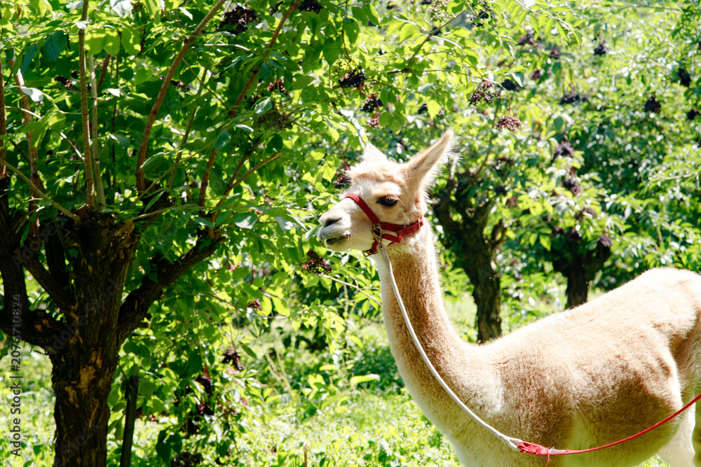 Obraz premium Cria Alpaca (Lama pacos) in green outdoor setting