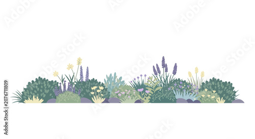 Flat vector illustration of a garden flower bed with lavender and shrubs.