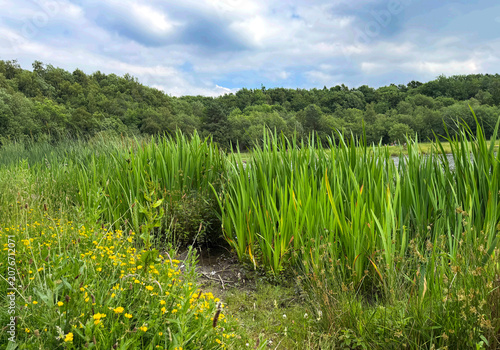 A tranquil lakeside view showcases lush green reeds and bright wildflowers, with the calm atmosphere made even more soothing by a cloudy sky over Horton Bank Country Park in Bradford, UK.