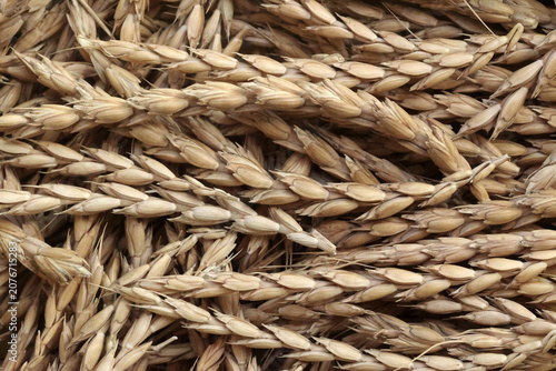 Harvested Golden Emmer Grain Ears
