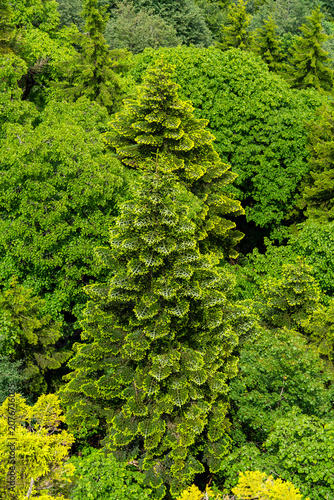 Fotografie Misty evergreen forest canopy viewed from above with dense green trees disappear