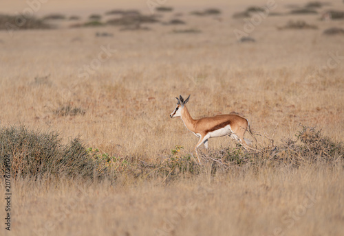 Photography Springbok in the Namib desert, Namibia, Africa
