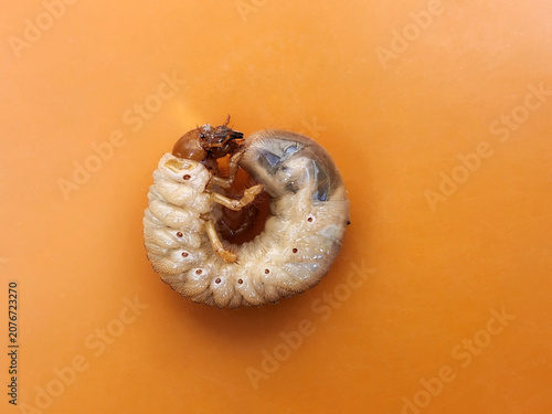 Melolontha. May beetle larva on an orange background
