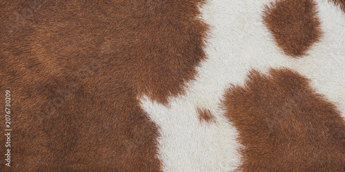 Obraz na płótnie Brown and white cowhide texture close up fur pattern with irregular patches cow
