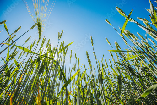 Canvastavla Green wheat field viewed from ground level against a clear blue sky, showcasing