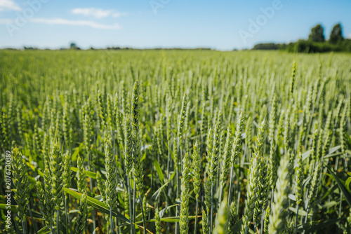 Konstfotografi Lush green wheat field with tall stalks swaying gently under a clear blue sky, s