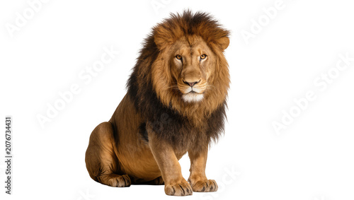 Konstfotografi Majestic male lion with full mane sitting attentively