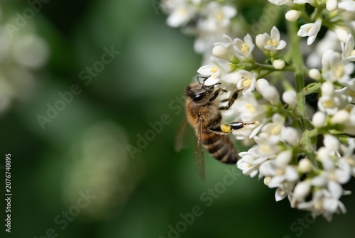 A close-up of a honeybee perched on bright wildflowers, searching for pollen. There is space for text in the background.