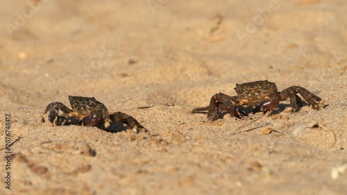 Black Sea crab. Arthropods moves across the sand, seeks shelter, hides and runs away. Traces of crab legs on the sand.