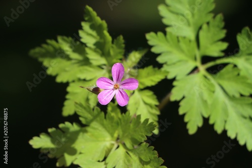 Fotografie Geranium robertianum (Robert's geranium, herb Robert, St Robert's herb) wild flo