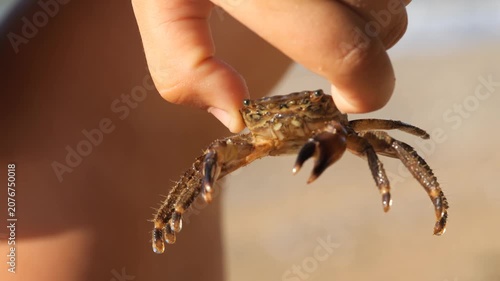 Black Sea crab. Arthropods in the hands of a child moves its whiskers and claws.