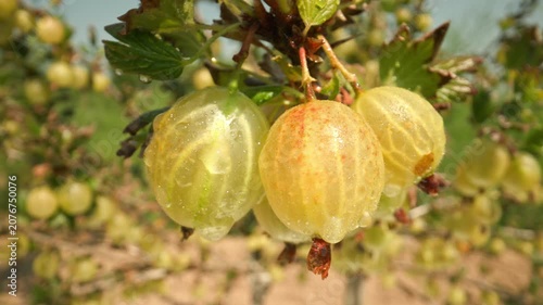 Wind blowing and moving juicy green and yellow gooseberries with water drops hanging and growing on a bush with thorns and leaves outdoors