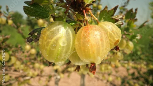 Zooming out slowly revealing succulent wet yellow and green gooseberries hanging and growing on a thorny bush branch with leaves outdoors